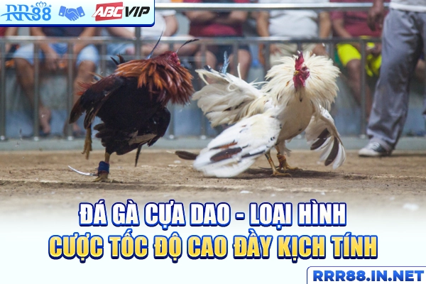 Đá Gà Cựa Dao - Loại Hình Cược Tốc Độ Cao Đầy Kịch Tính