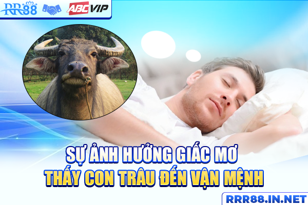 Sự ảnh hưởng giấc mơ thấy con trâu đến vận mệnh
